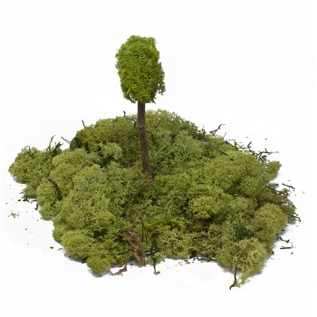 Lichene Verde confezione da 300 grammi