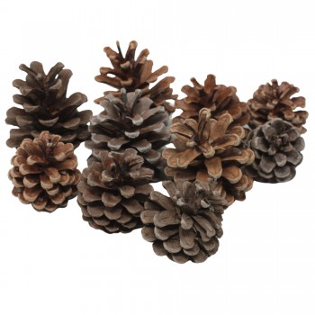 Pigne Naturali in Busta da 600 gr. - 11723