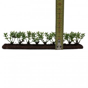 Siepe Verde per Presepe 18x2.5x4 cm 57982