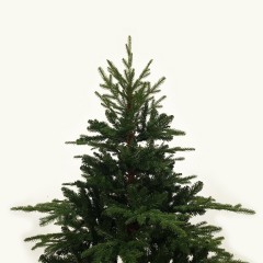 Albero di Natale Realistico Abete 240 cm Rudolph